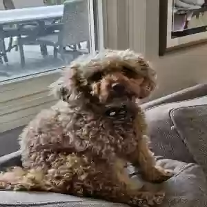 lost female dog maple