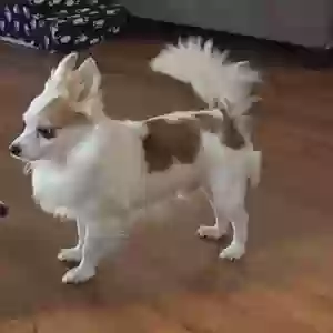 lost male dog unknown