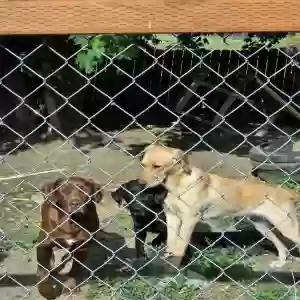 lost female dog caliber