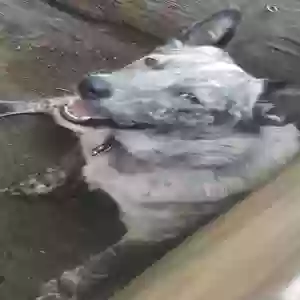 lost male dog lucky