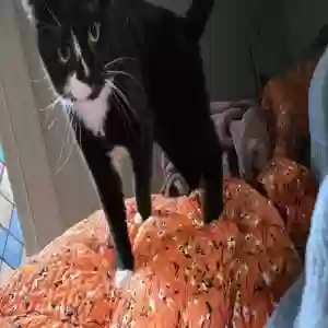 lost male cat sue