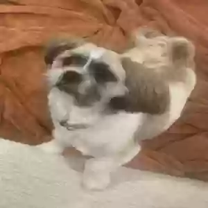 lost male dog bones