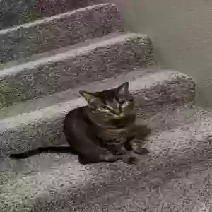 lost male cat arlo