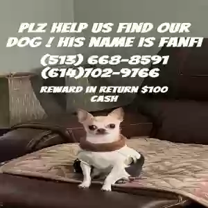lost male dog fanfi