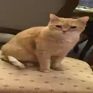 lost male cat leo