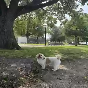 lost male dog max