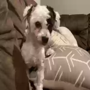 lost male dog ace