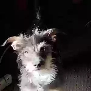 lost male dog peanut