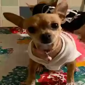 lost female dog pingui