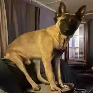 lost male dog atlas