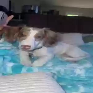 lost male dog halo
