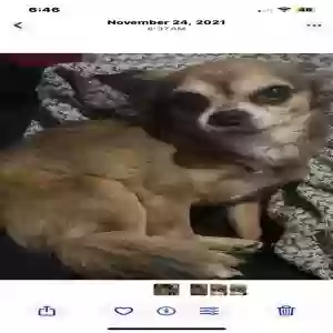 lost male dog tyger