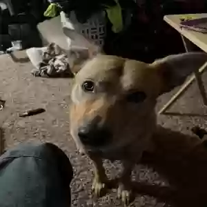 lost female dog whiskey