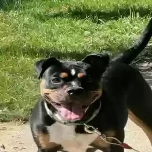 lost male dog bentley