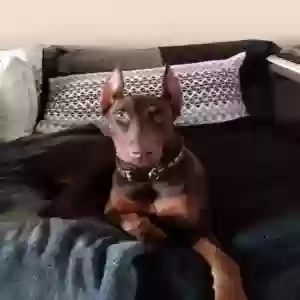 lost female dog tonka