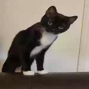 lost female cat nyx/ nyxy