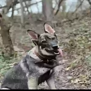 lost male dog wolfgang
