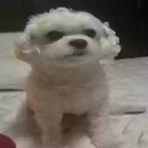 lost male dog cody