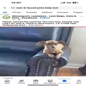lost male dog champ