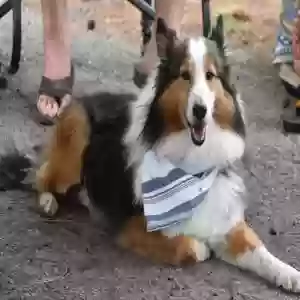 lost male dog howdy