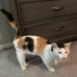 found female cat unknown