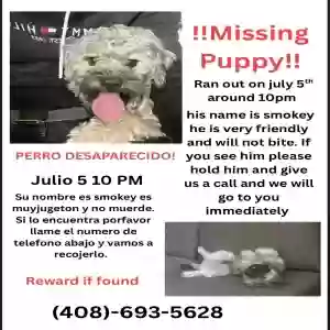 lost male dog smokey