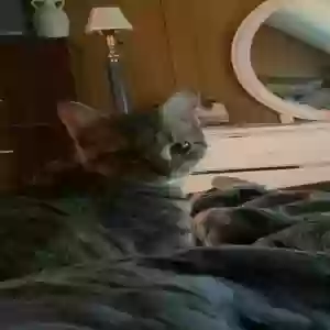 lost unknown cat miku