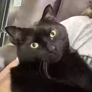 lost male cat nite nite