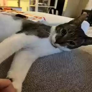 lost female cat kiko