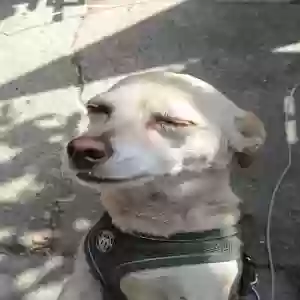 lost female dog bonita