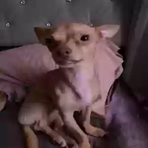 lost male dog gizmo