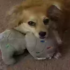 lost male dog casanova (cas)