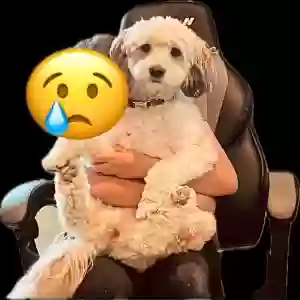 lost female dog bonnie