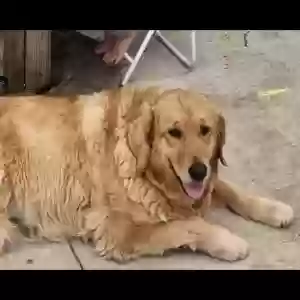 lost female dog ann