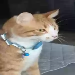 lost male cat leo