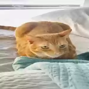 lost male cat max