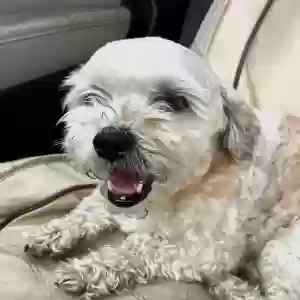 lost female dog abby