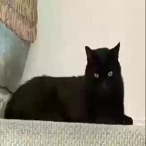 lost male cat coco