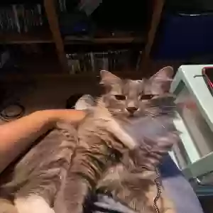 lost male cat spook