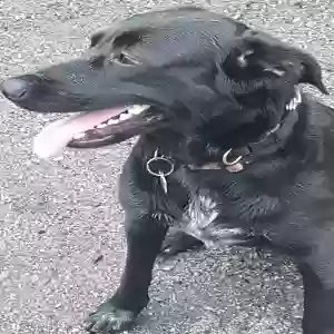 lost female dog rosie