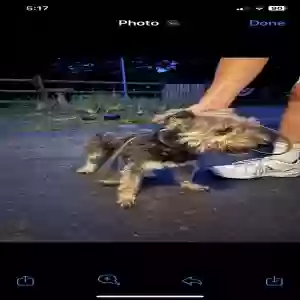 found unknown dog unknown