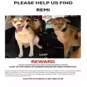 lost female dog remi