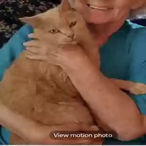 lost male cat bailey