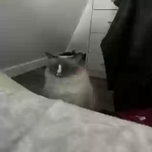 lost female cat unknown