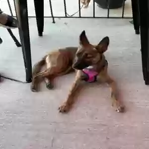 lost female dog gracelynn
