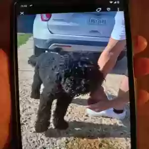 lost male dog knowledge