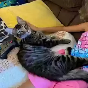 lost female cat poppy