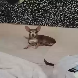 lost female dog lily