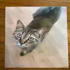 lost female cat athena