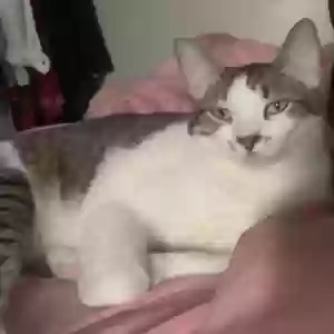 lost male cat meowy